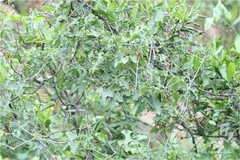 Corallocarpus epigaeus